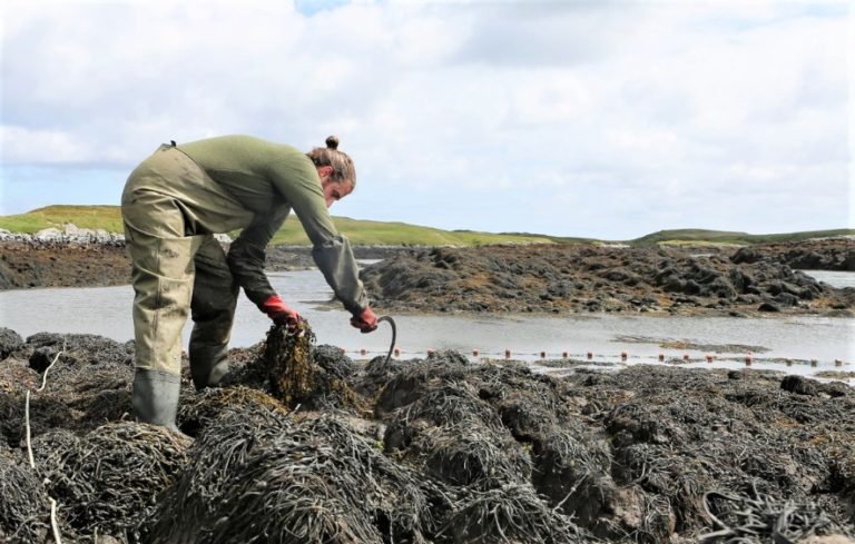 Scottish Sustainable Seaweed Harvesting Methods ǀ Uist Asco