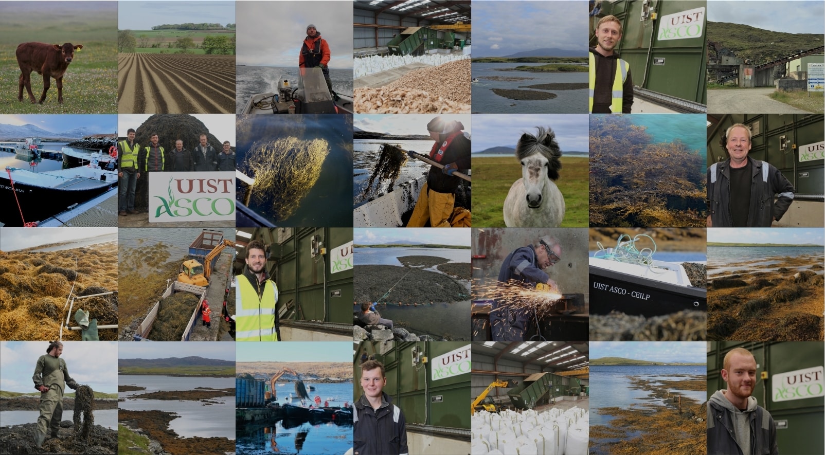 Uist Asco Scottish Seaweed Company Ascophyllum Nodosum